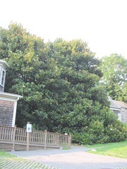 Ed Gorey House side of house w magnolia tree3