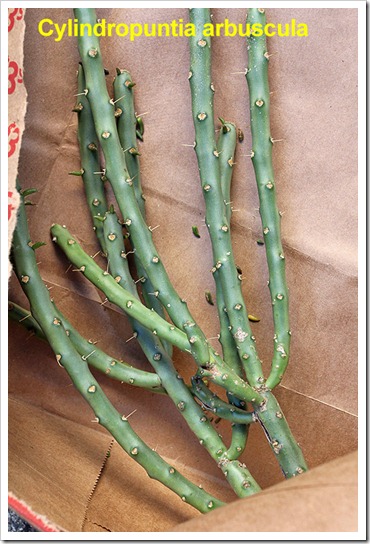 111107_candy_cylindropuntia_arbuscula_cuttings
