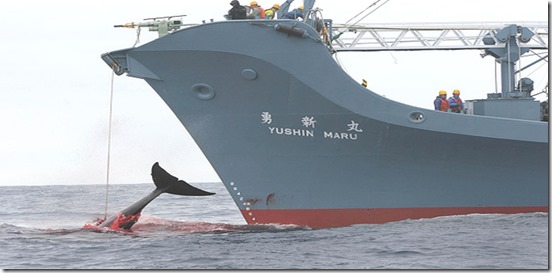 La batalla por la caza de ballenas