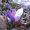 Crocus