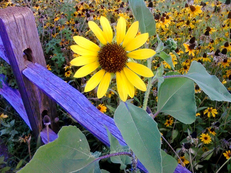 [Sunflower3.jpg]