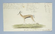 Antidorcas marsupialis (Springbok)