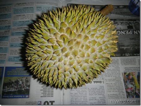 1 Durian D24 