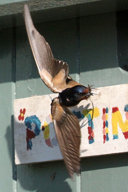 [Swallows%2520June%25202010%2520%252826%2529%255B6%255D.jpg]