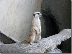 0257 Alberta Calgary - Calgary Zoo Destination Africa - African Savannah - Slender-Tailed Meerkat