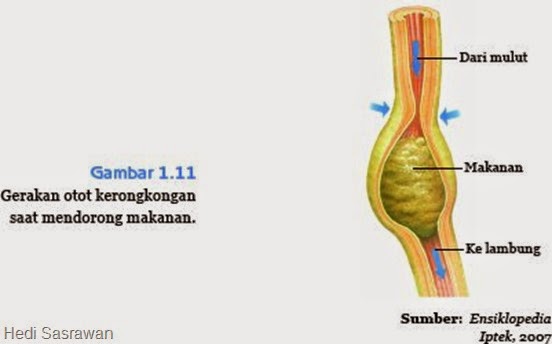 6 Organ Pencernaan Manusia  dan Bagian Bagiannya Hedi 