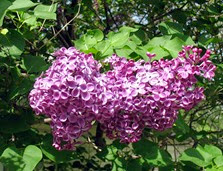 Lilac bush 2014