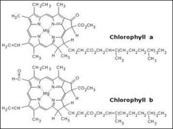 Chlorophyll and polar groups