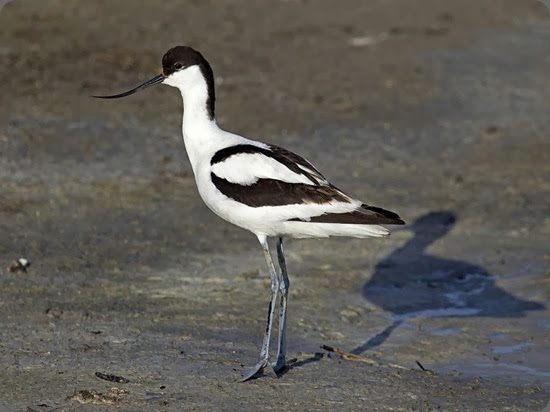 saline trapani fauna