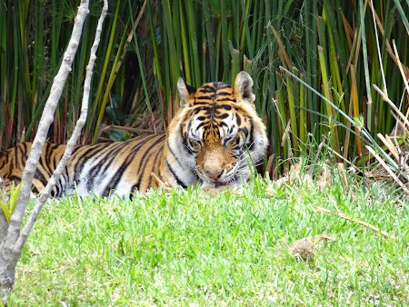 Photo safari Mauritius: Tigru in Casela Park