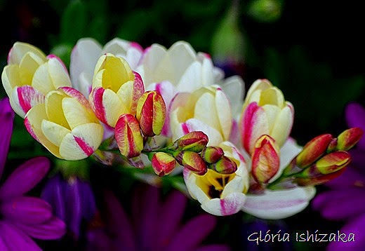 Glória Ishizaka - flor 7