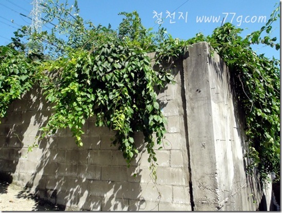 철천지DSC09107-20120906-102958
