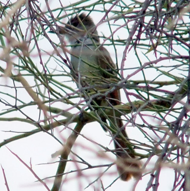 [Possible-brown-crested-flycatcher-6-%255B2%255D.jpg]