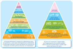 piramide_wellness