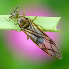 Winged Queen Ant
