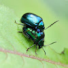 Metallic leaf beetle