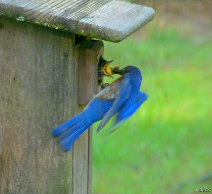 Male Bluebird feeding Young