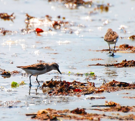 4. sanderlings-kab