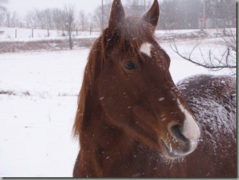 winter horses 040