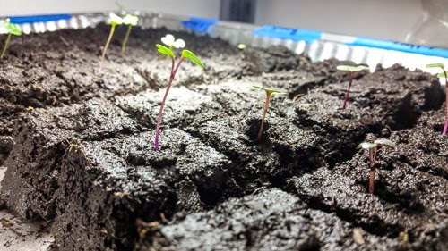 Seedlings in Soil Blocks