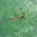 Crane Fly