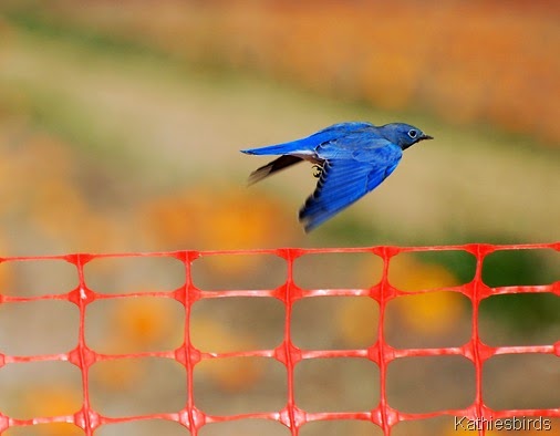 10. mountain bluebird az-kab