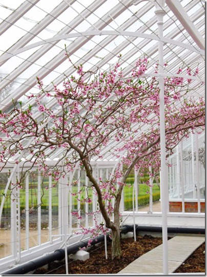 Greenhouse Cherry Blossom5-small