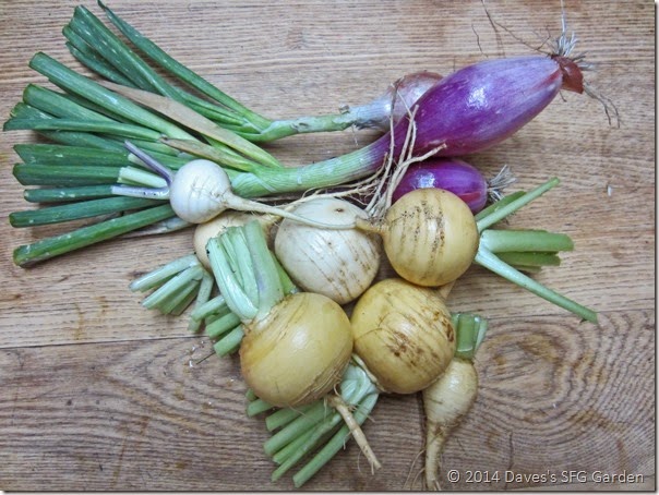 turnips&onions
