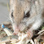 Northern Grasshopper Mouse