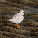 Pipping Plover
