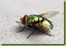 Green_Fly