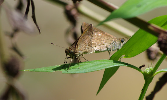 Couple d'Hesperiidae : Decinea percosius (GODMAN, [1900]) (?). Sentier de la Roche Bateau, près de Point Chaud (Saül), 14 novembre 2012. Photo : J.-M. Gayman