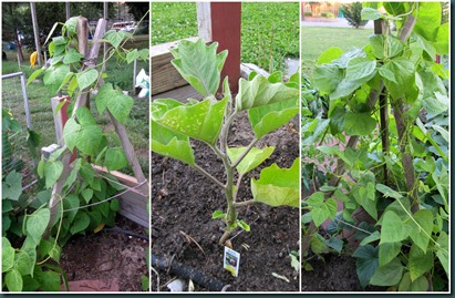 beans-eggplant collage