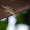 Smooth-backed gliding gecko