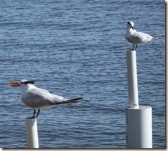 Royal Tern and seagull