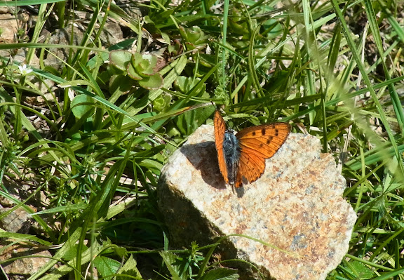 Lycaena alciphron melibaeus (Staudinger, 1878), mâle. Vallée au Nord de l'Elbruz, 2100 m (Kabardino-Balkarie), 11 août 2014. Photo : J. Michel