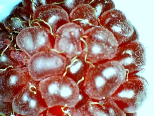 Raspberry droop close-up picture