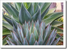 120929_SucculentGardens_Agave-Blue-Glow- -Blue-Flame_08[10]