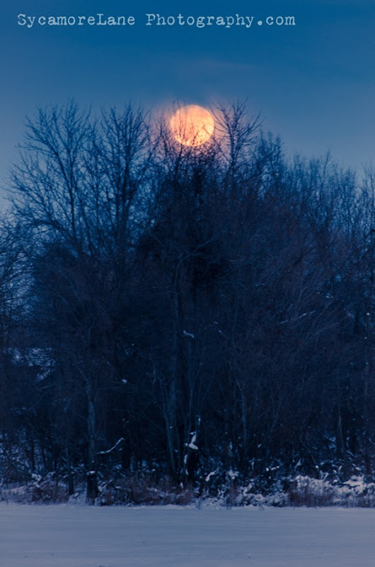 SycamoreLane Photography-moonlit