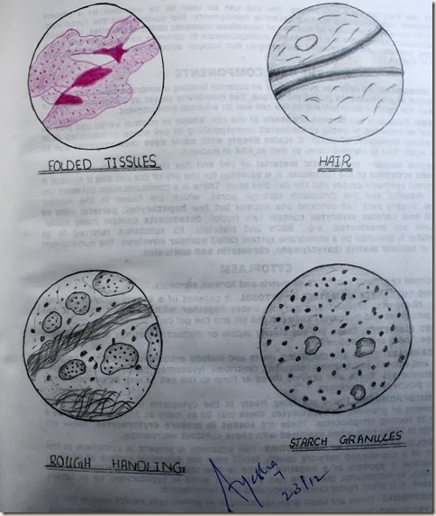 Artifacts on a slide high resolution histology diagram