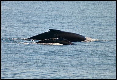 07k - Whales - mom and injured calf