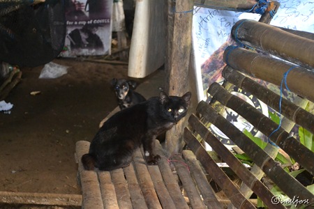 Mang Pirying's black cat and black dog