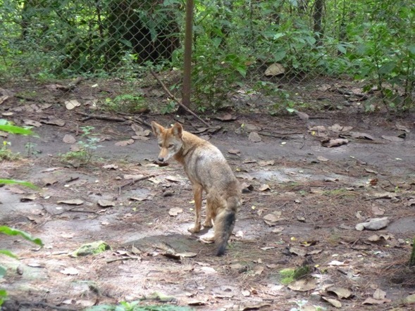 Parque Educativo San Jose Chiapas Coyote