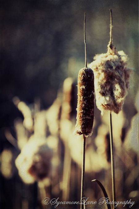 January 2013-cattails-hd-SycamoreLane Photography