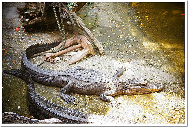 public-domain-pictures-alligator-1 (292)