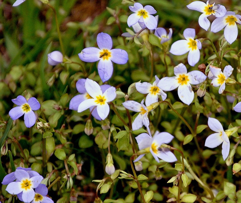 [04---Spring-Wildflowers---Bluets4.jpg]