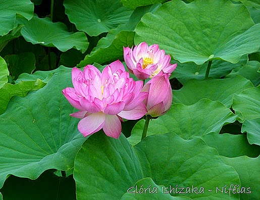 Glória Ishizaka - flores 70