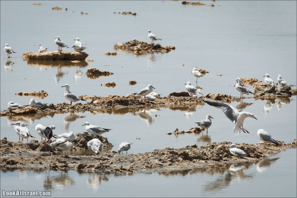 Озера с Фламинго | LookAtIsrael.com: Фото-блог о путешествиях по Израилю. Тель Авив, Иерусалим, Хайфа 