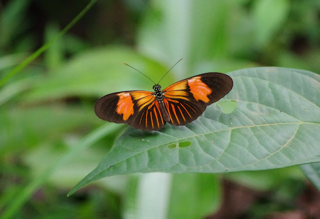 Heliconius erato erato erythrea (CRAMER, 1777). Pointe Maripa (Riv. Comté), 9 novembre 2012. Photo : J.-M. Gayman