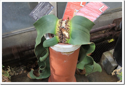 130202_UCDavis_Welwitschia-mirabilis_09